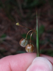 Sisyrinchium