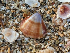 Tivela