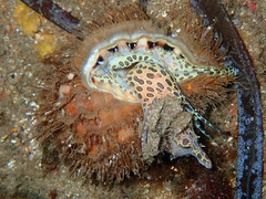 Monoplex parthenopeus