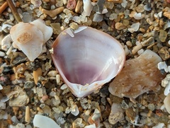 Tivela
