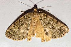 Pseudocoremia indistincta