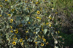 Helianthus argophyllus