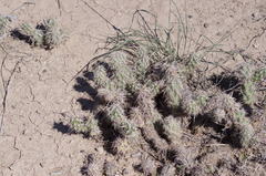 Corynopuntia