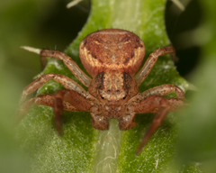 Xysticus obscurus