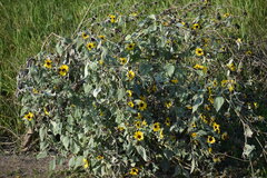 Helianthus argophyllus