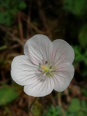 Geranium bellum