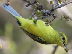 Vireo hypochryseus