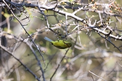 Vireo hypochryseus