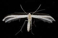 Pterophorus monospilalis
