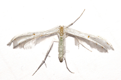 Pterophorus monospilalis