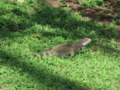 Iguana iguana