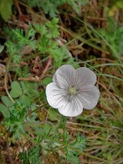 Geranium bellum