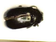 Phratora