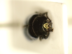 Phratora