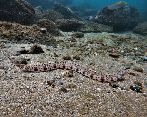 Redsaddled snake eel (Quassiremus nothochir) — Ophichthidae — 5