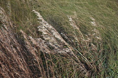 Schizachyrium littorale