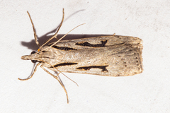 Scoparia rotuella