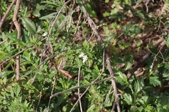Teucrium cubense