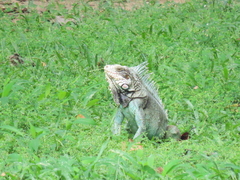 Iguana iguana