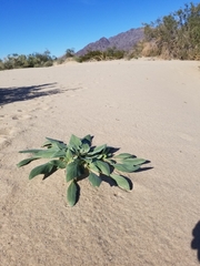 Oenothera deltoides