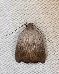 Tortricopsis pyroptis