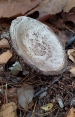 Amanita citrina