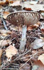 Amanita citrina