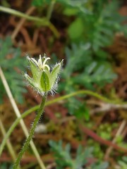 Geranium bellum