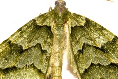 Tatosoma lestevata