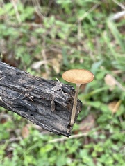 Lentinus