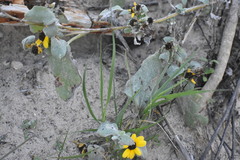 Helianthus argophyllus