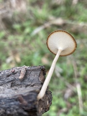 Lentinus