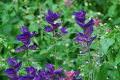 Salvia viridis