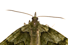 Tatosoma lestevata