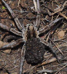 Lycosa hispanica