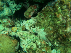 Macrocypraea cervinetta