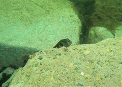 Ophioblennius steindachneri