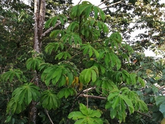 Cecropia obtusifolia