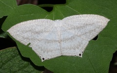 Acropteris ciniferaria