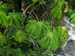 Cecropia obtusifolia