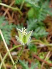 Geranium bellum