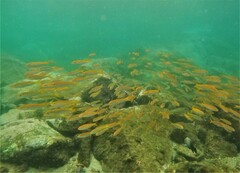 Mulloidichthys dentatus