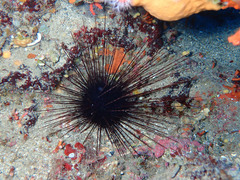 Centrostephanus longispinus