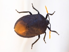 Coridius