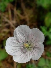 Geranium bellum