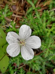 Geranium bellum