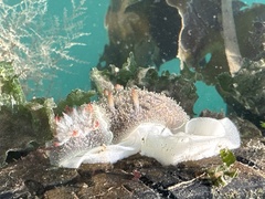 Acanthodoris nanaimoensis