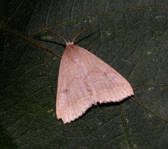 Bocula caradrinoides