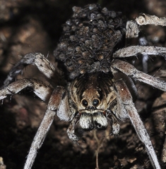 Lycosa hispanica