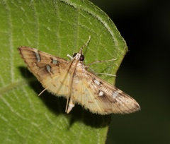 Cotachena histricalis